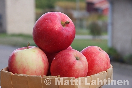 Malus domestica 'Solnyshko', tarhaomenapuu